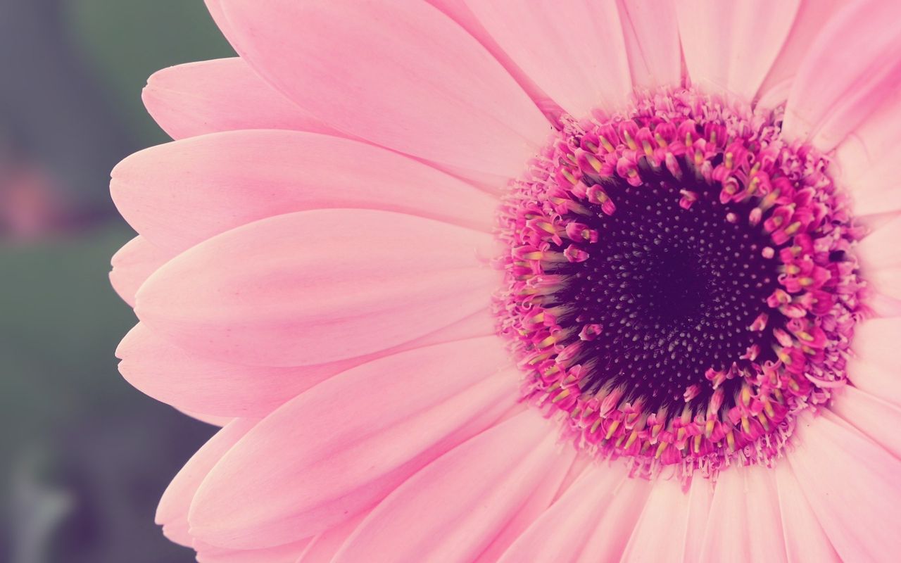 PINK FLOWER IN MACRO SHOT WALLPAPER